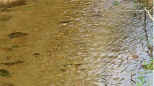 Projeto Proveráguas Jacutinga aplica técnicas de restauração florestal em 48 hectares de APP (10)