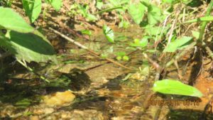 Projeto Proveráguas Jacutinga aplica técnicas de restauração florestal em 48 hectares de APP (11)