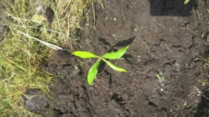 Projeto Proveráguas Jacutinga aplica técnicas de restauração florestal em 48 hectares de APP (15)