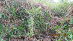 Projeto Proveráguas Jacutinga aplica técnicas de restauração florestal em 48 hectares de APP (16)