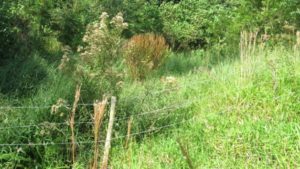 Projeto Proveráguas Jacutinga aplica técnicas de restauração florestal em 48 hectares de APP (4)