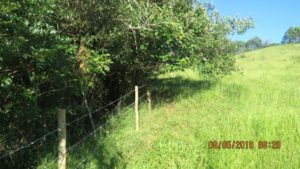 Projeto Proveráguas Jacutinga aplica técnicas de restauração florestal em 48 hectares de APP (5)