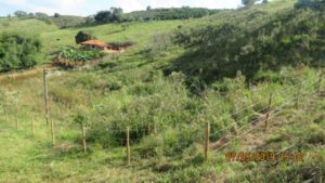 Projeto Proveráguas Jacutinga aplica técnicas de restauração florestal em 48 hectares de APP (7)