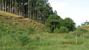 Projeto Proveráguas Jacutinga aplica técnicas de restauração florestal em 48 hectares de APP (8)